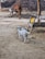 Two young goats are standing on a dirt path in a rural setting. A cow is visible in the background near a feeding trough, and a goat is tied to a wooden structure with a yellow bucket nearby. The area is surrounded by trees and foliage, suggesting a farm or village environment.