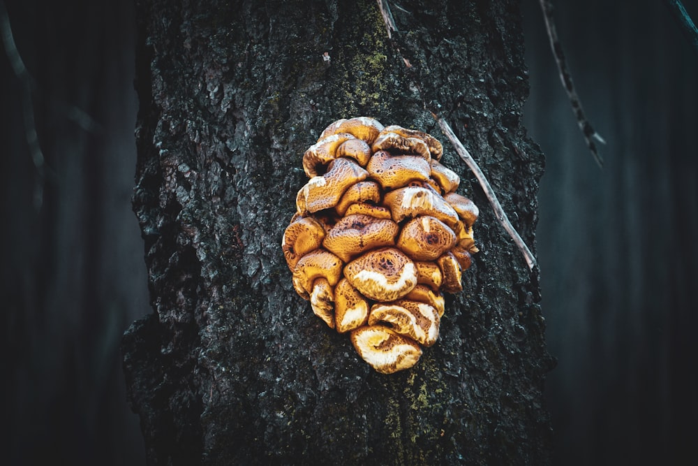 a cluster of mushrooms on a tree trunk