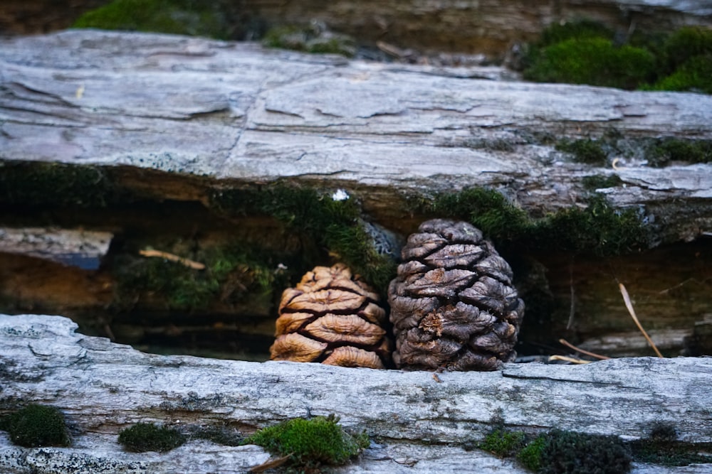 a couple of pine cones sitting on top of a rock
