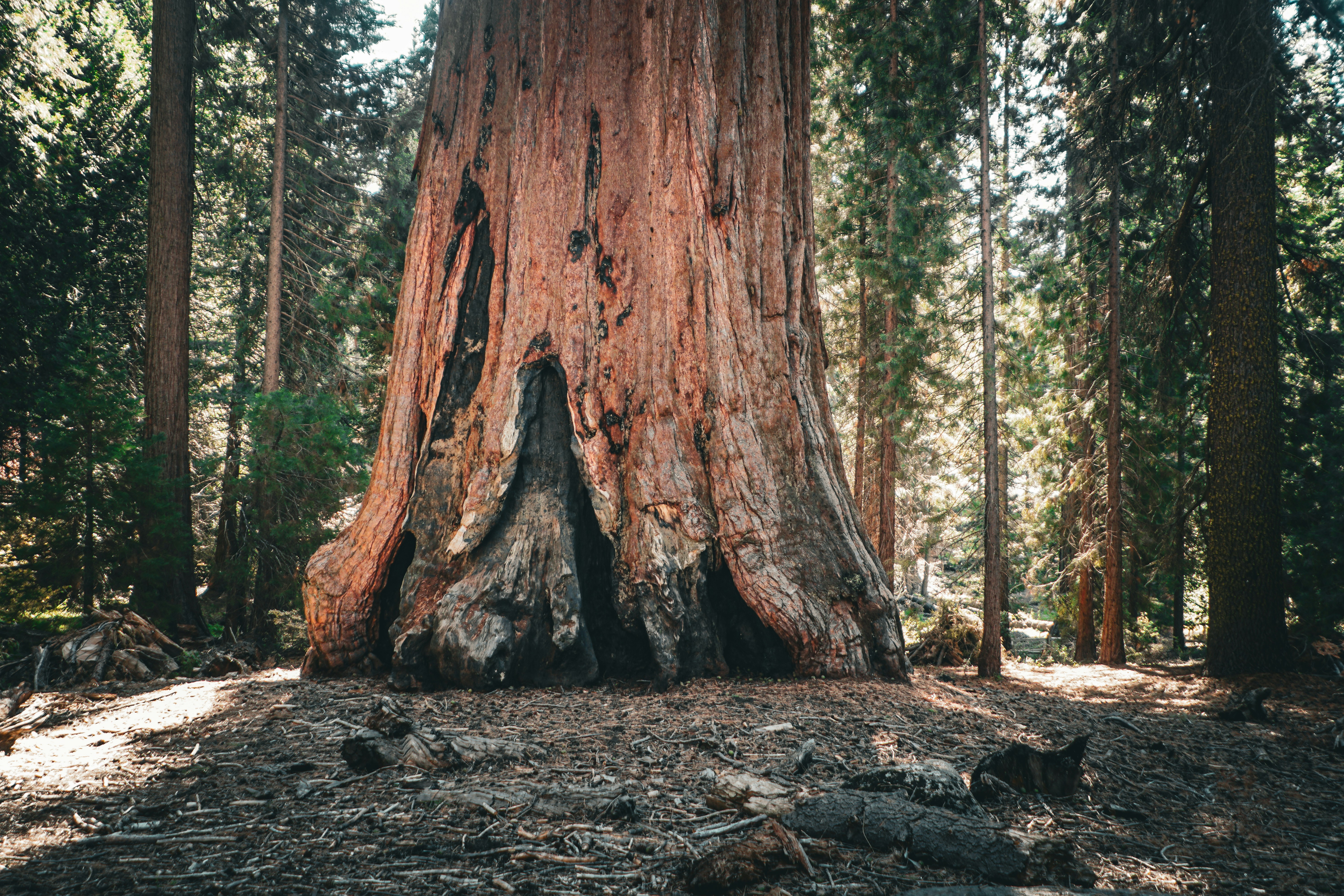 giant sequoias