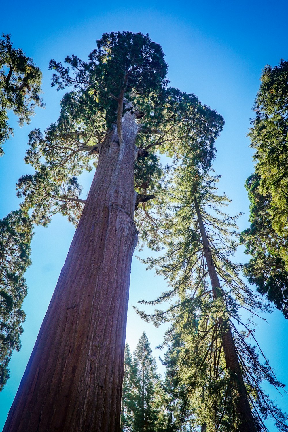 a tall tree standing in the middle of a forest