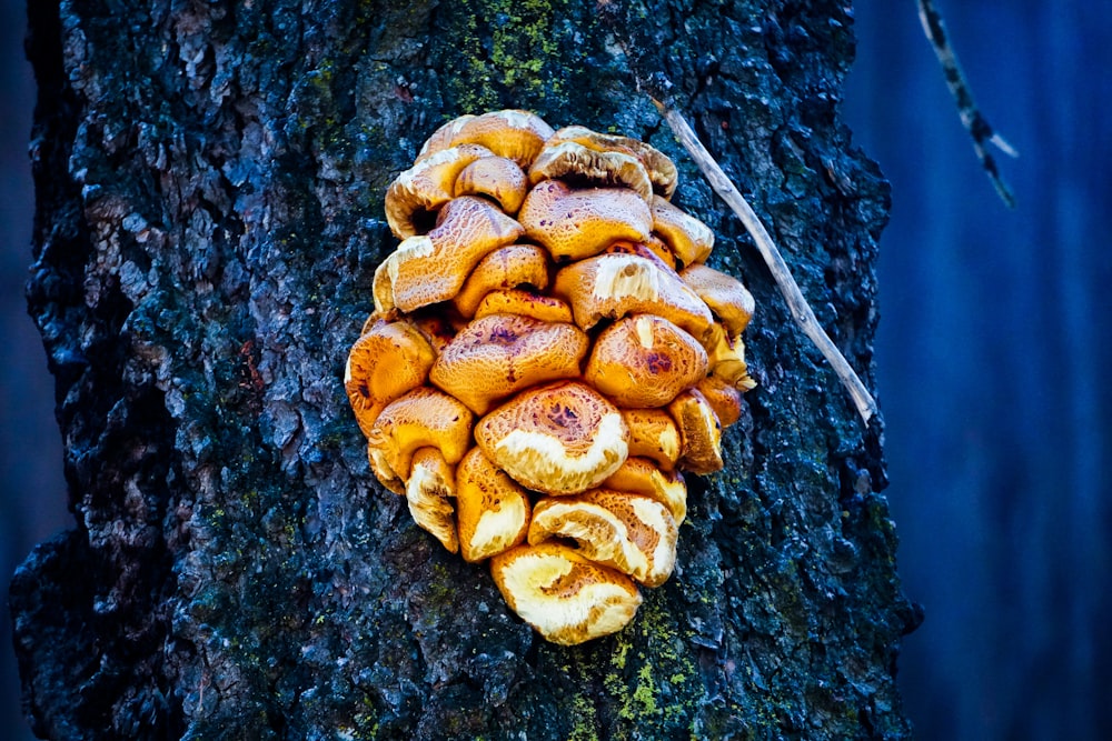 a cluster of mushrooms growing on a tree