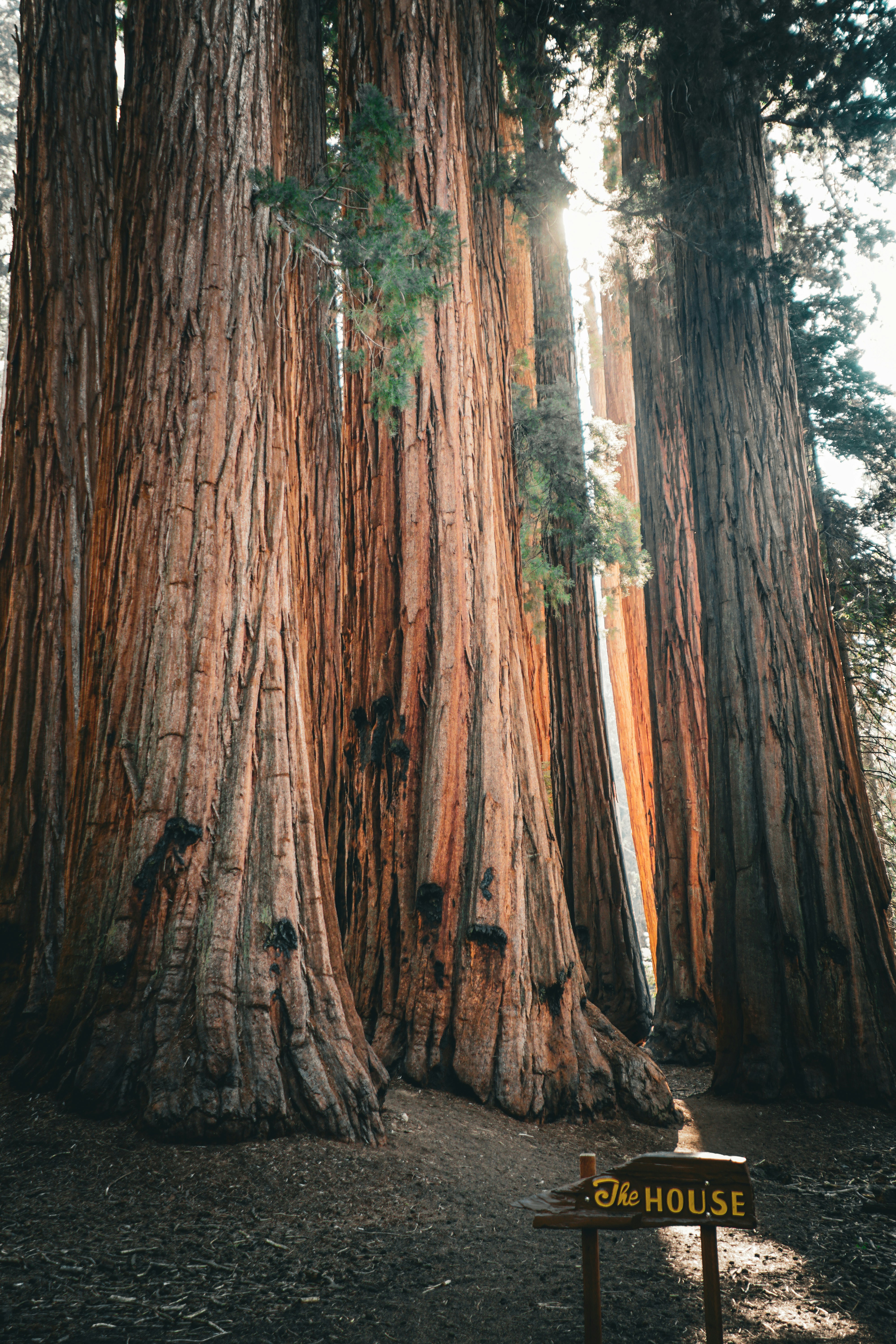 un panneau devant un grand arbre dans une forêt