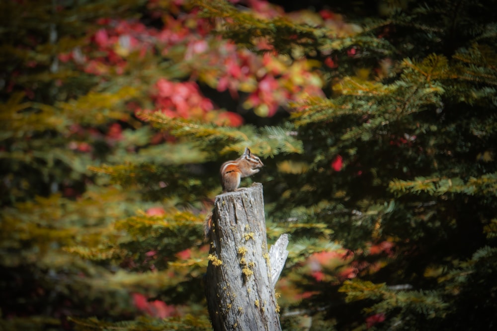 a squirrel sitting on top of a tree stump