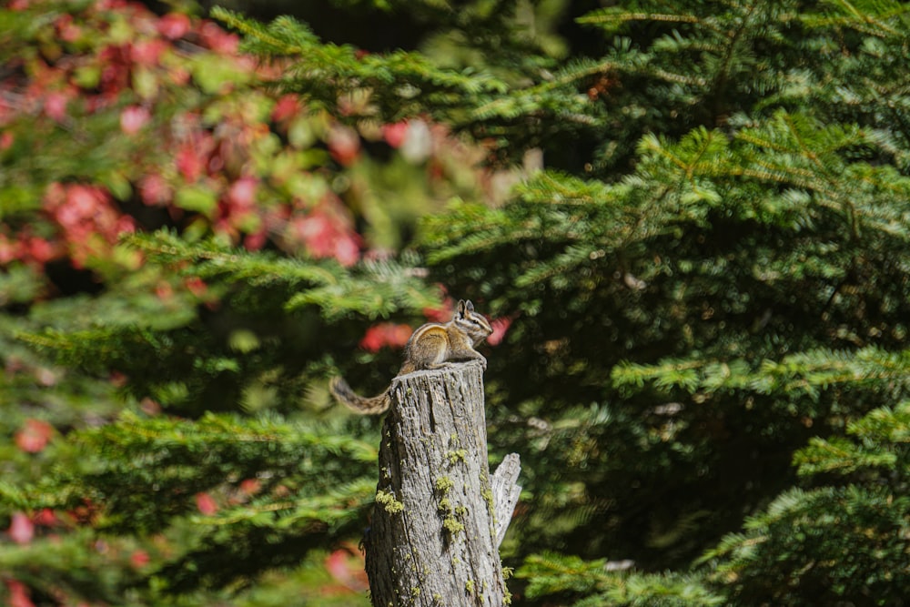 a squirrel sitting on top of a tree stump