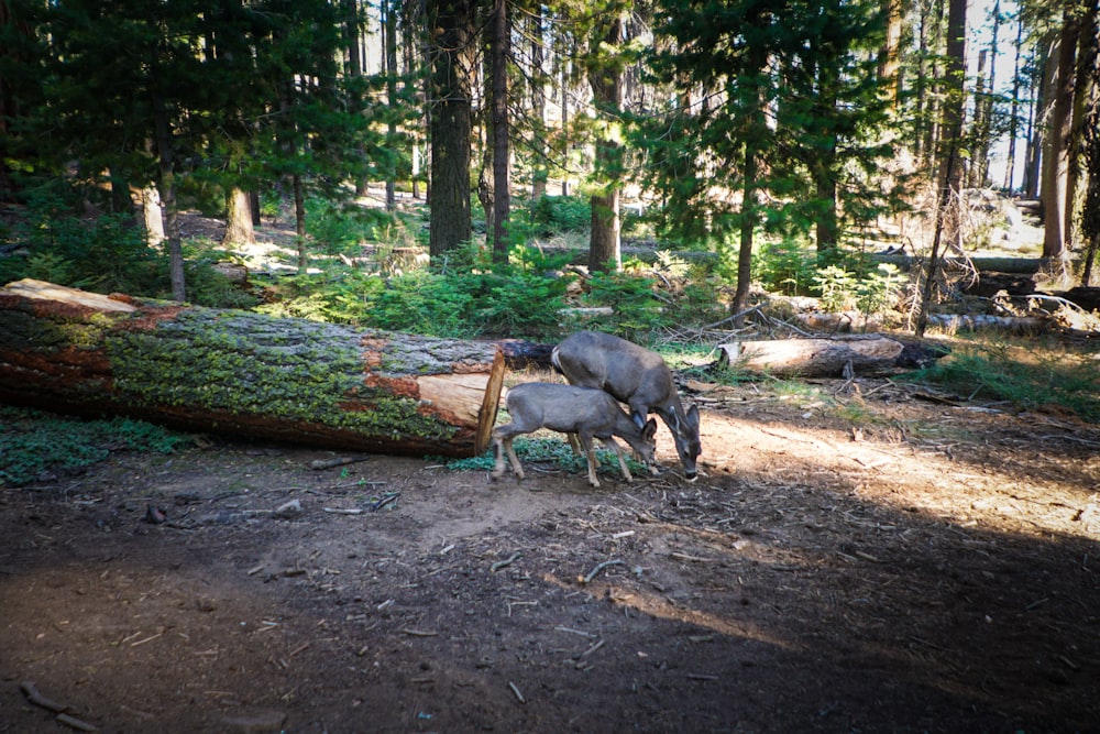 Un par de animales que están parados en la tierra