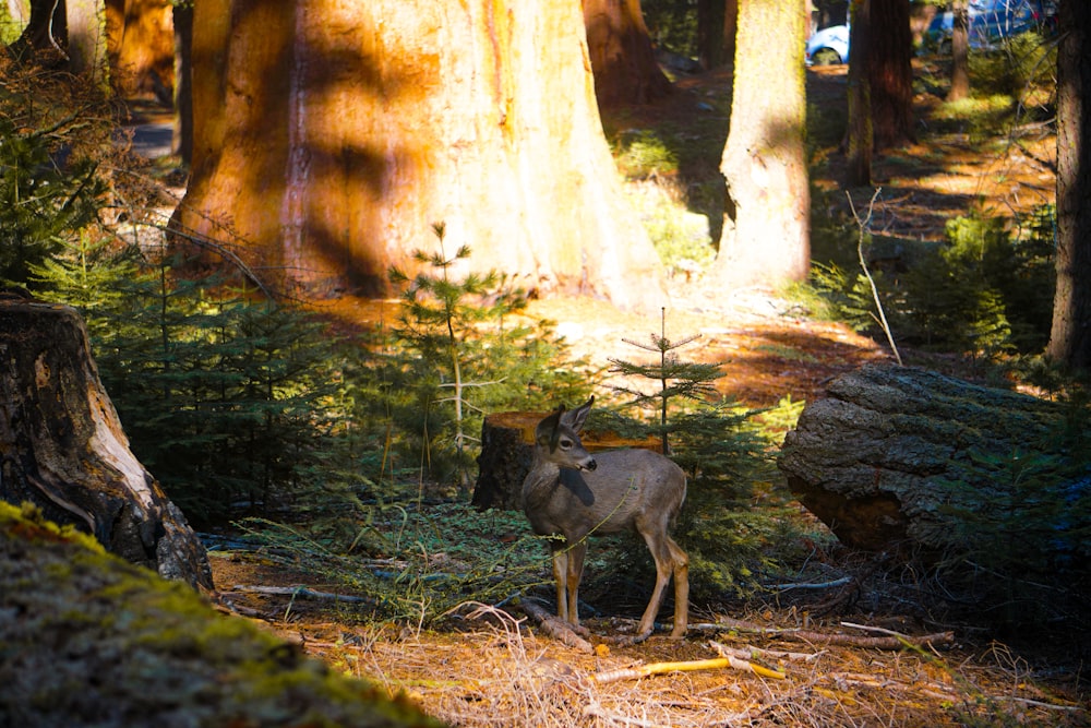 a deer standing in the middle of a forest