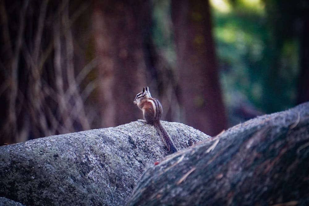 a small bird sitting on top of a large rock