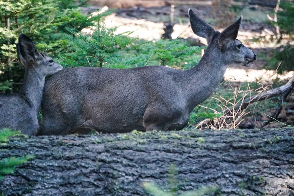 a couple of deer standing next to each other