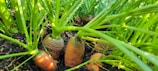 Close-up of fresh vegetables growing in rich soil.