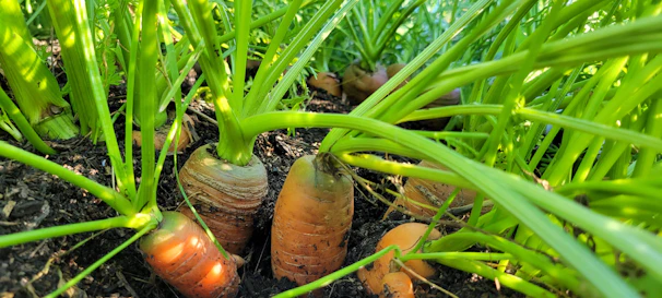 Close-up of vibrant ginger roots growing in rich organic soil with natural sunlight.