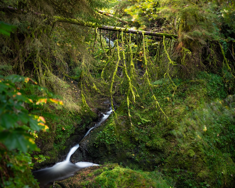 a stream running through a lush green forest