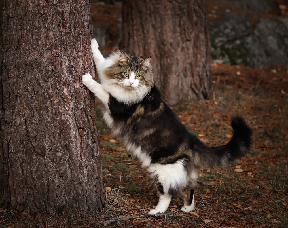 un gato parado sobre sus patas traseras junto a un árbol