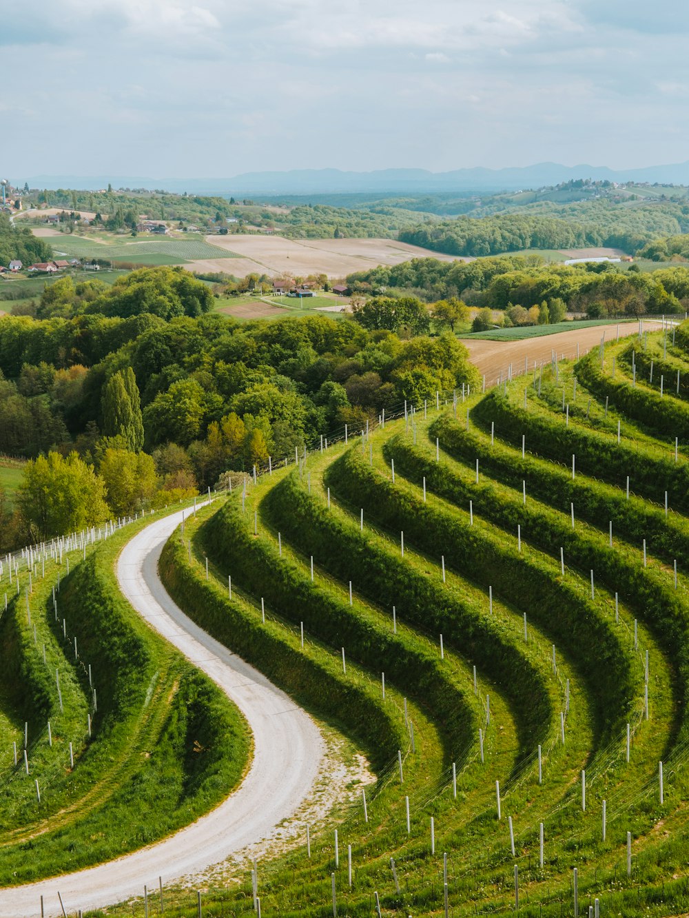 a winding road in the middle of a lush green field