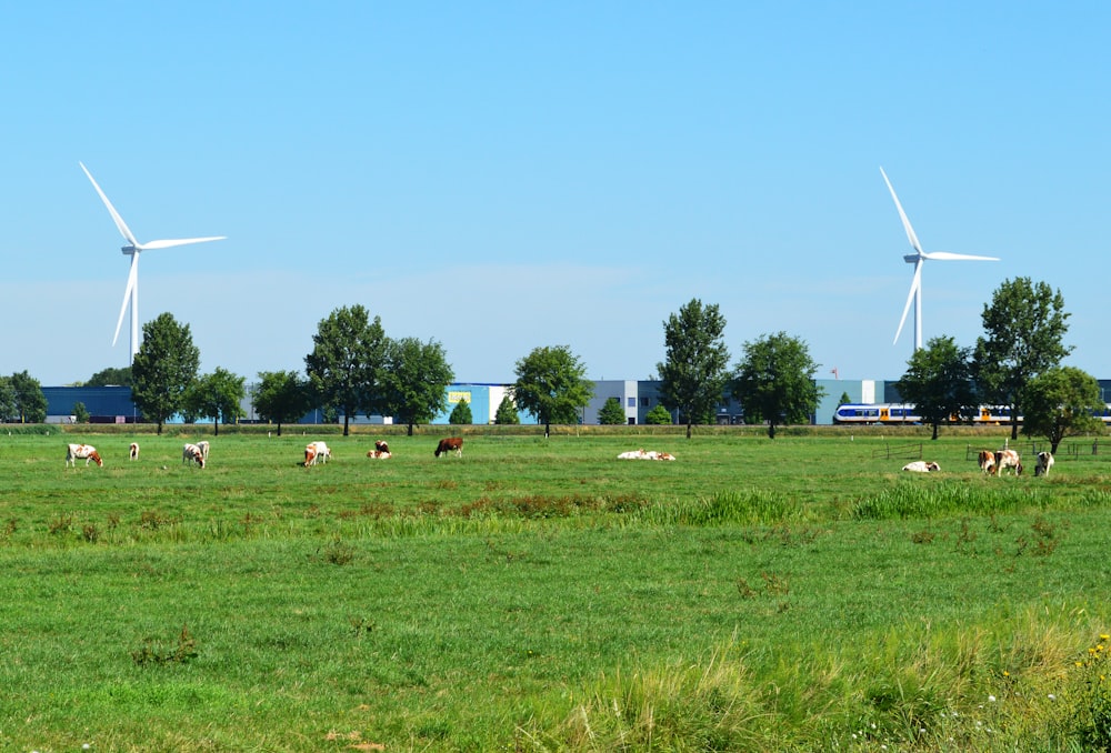 a herd of cattle grazing on a lush green field