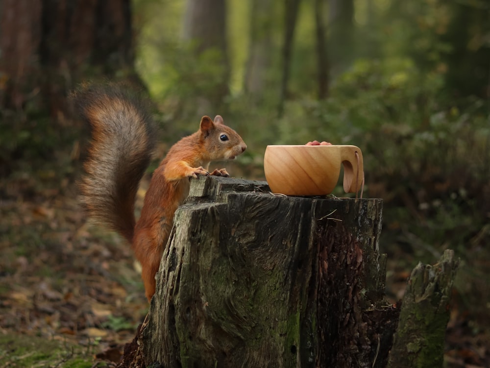 a squirrel standing on a tree stump with a tea cup