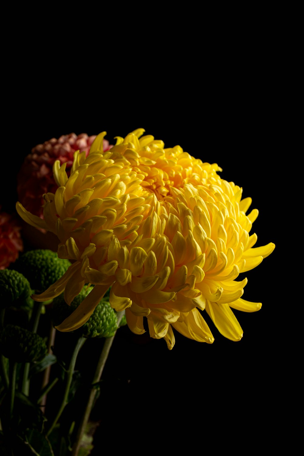 um close up de uma flor amarela em um fundo preto