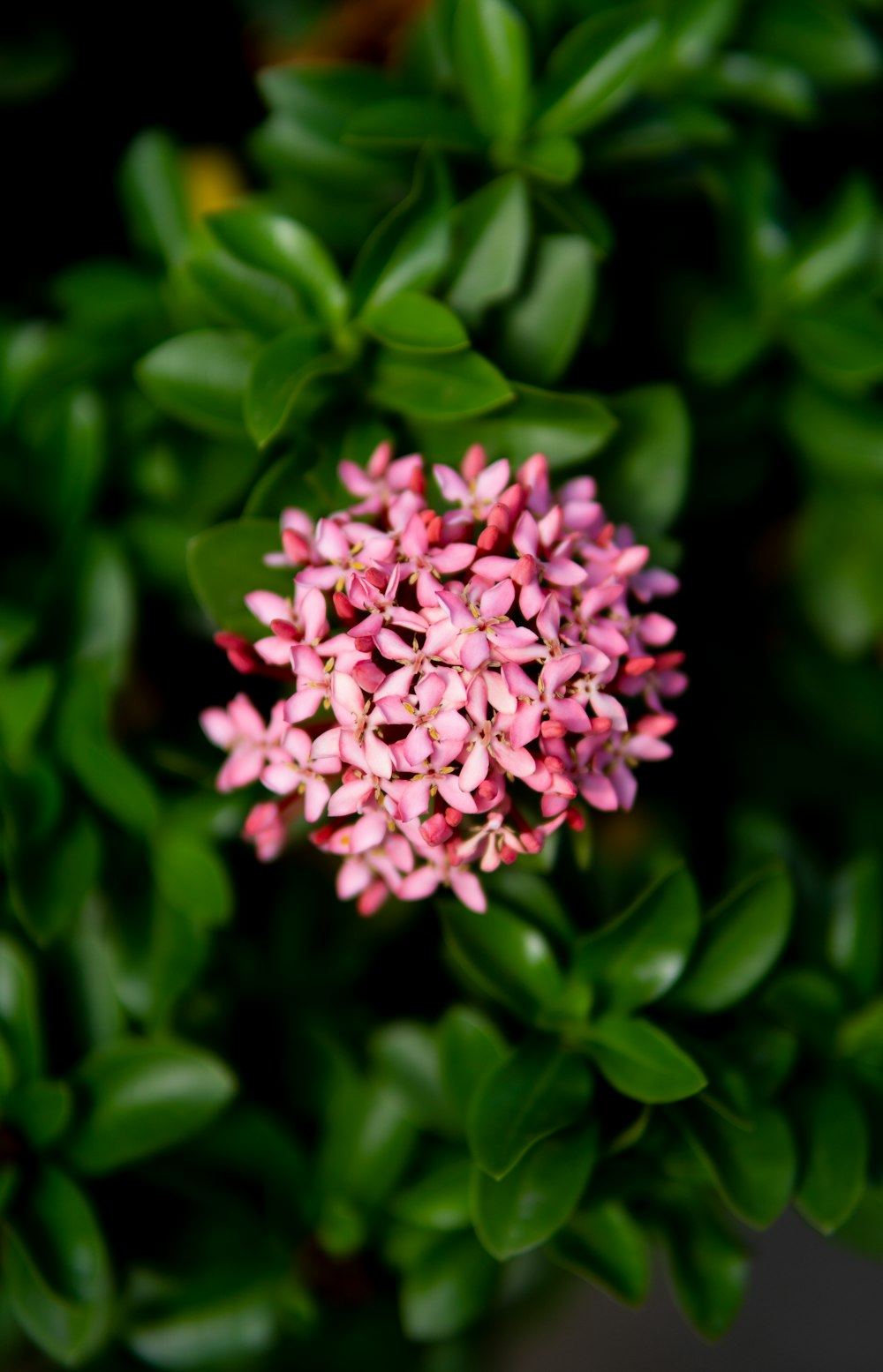 um close up de uma flor rosa cercada por folhas verdes