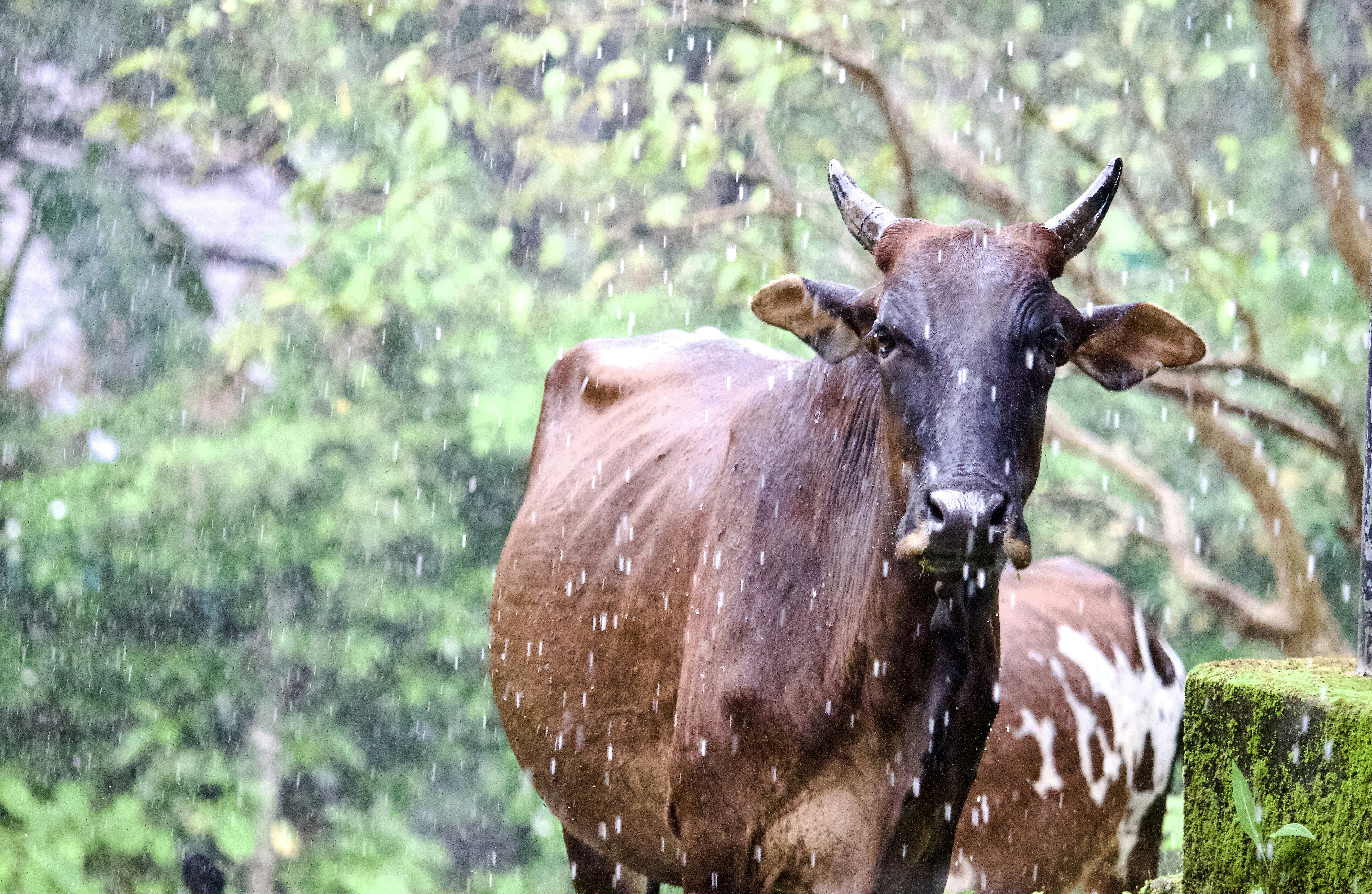 Photo by akashravuri