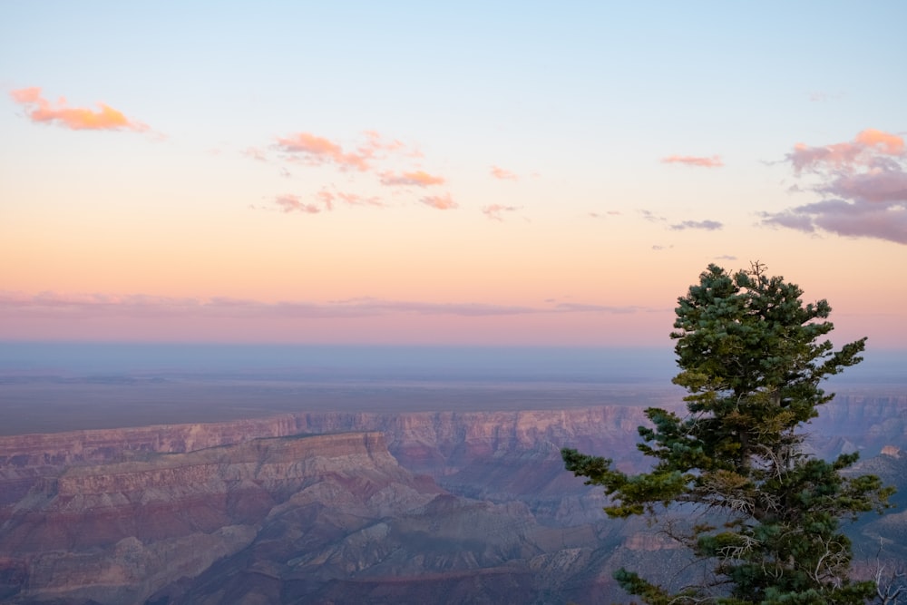 a lone pine tree stands on the edge of a cliff