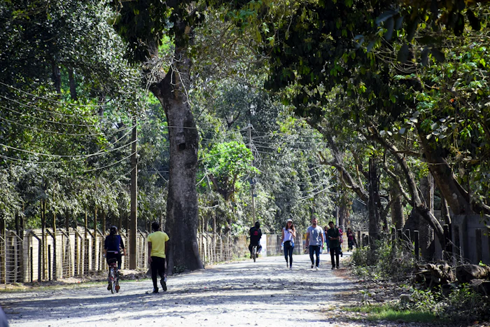 Walking Paths