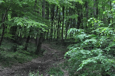 A lush green forest with dense foliage. Tall trees and a variety of plants are visible, creating a serene natural setting. The forest floor is covered with leaves and a narrow path winds through the undergrowth, inviting exploration.