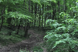 A lush green forest with dense foliage. Tall trees and a variety of plants are visible, creating a serene natural setting. The forest floor is covered with leaves and a narrow path winds through the undergrowth, inviting exploration.