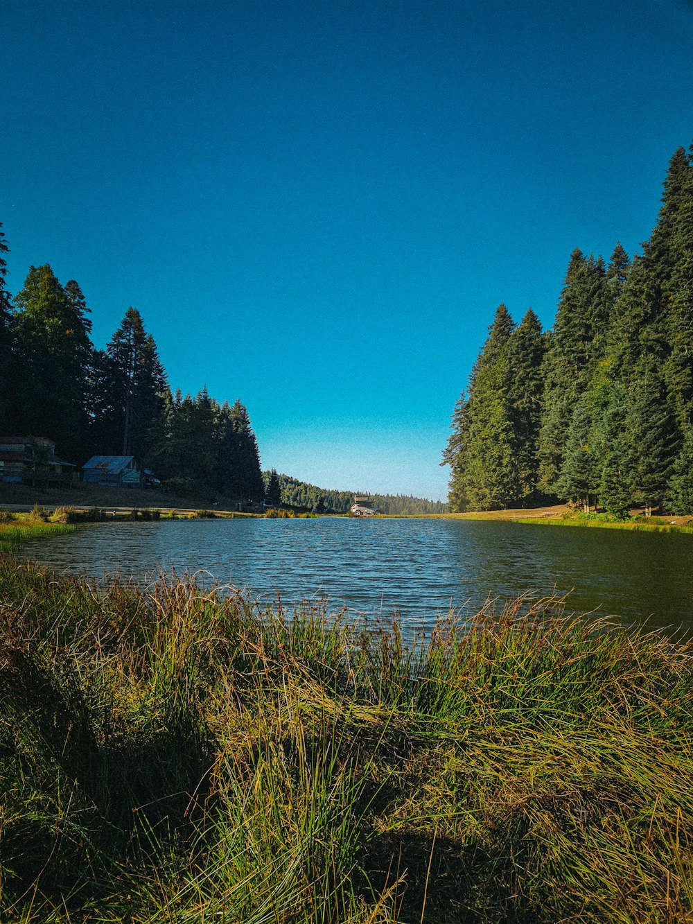 a body of water surrounded by trees and grass