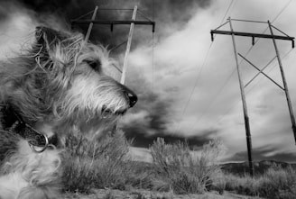 A black and white photograph featuring a dog in the foreground with tall power lines and dramatic clouds in the sky behind it. The landscape appears to be dry with sparse shrubbery.