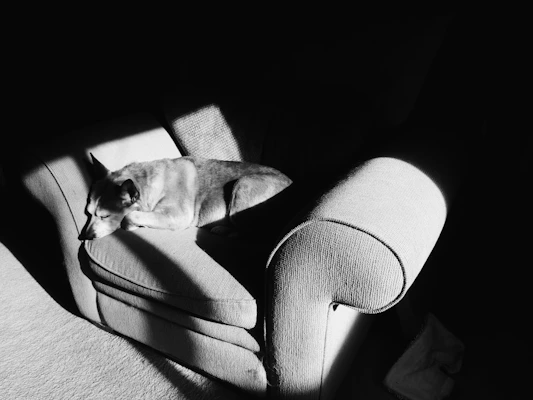 Perro sobre sillón antes del lavado de sillones en Azcapotzalco