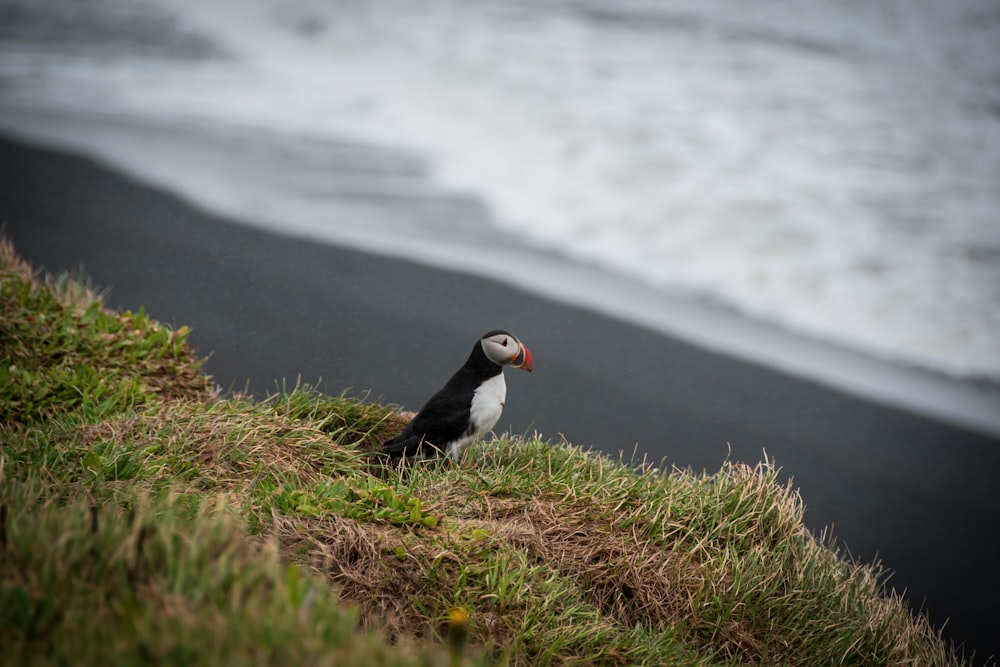 a black and white bird sitting on top of a grass covered hill