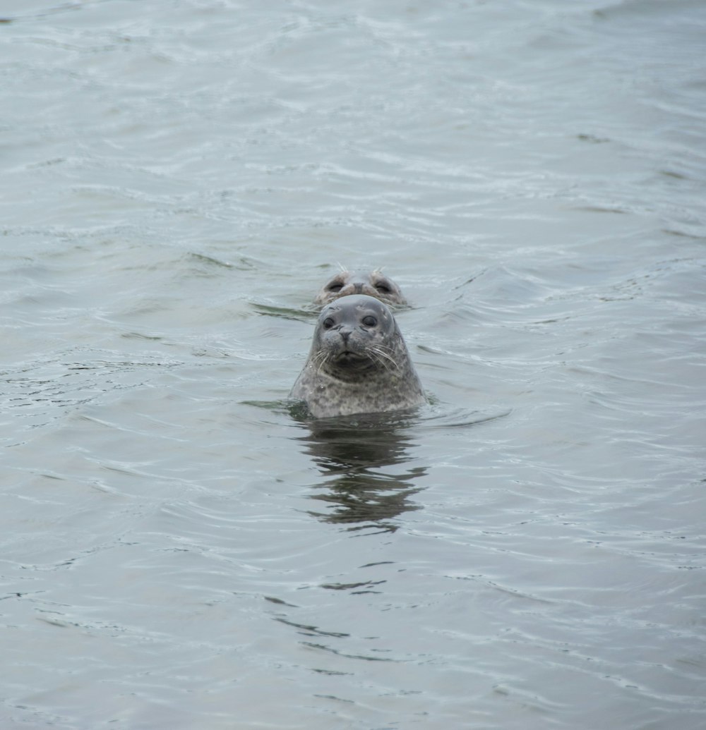 una foca nell'acqua che guarda la telecamera