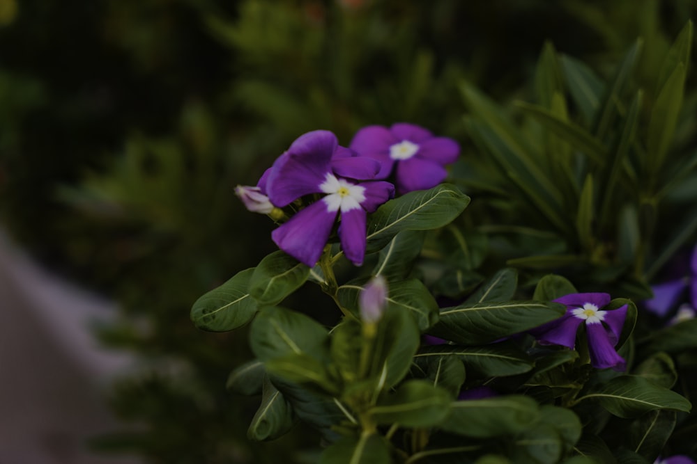 a bunch of purple flowers with white centers