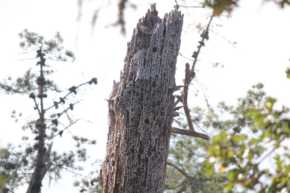 a bird is perched on a tree branch