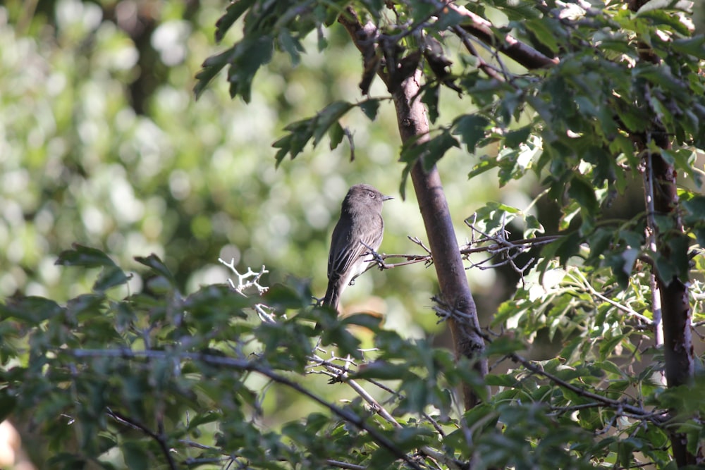 a small bird perched on a tree branch