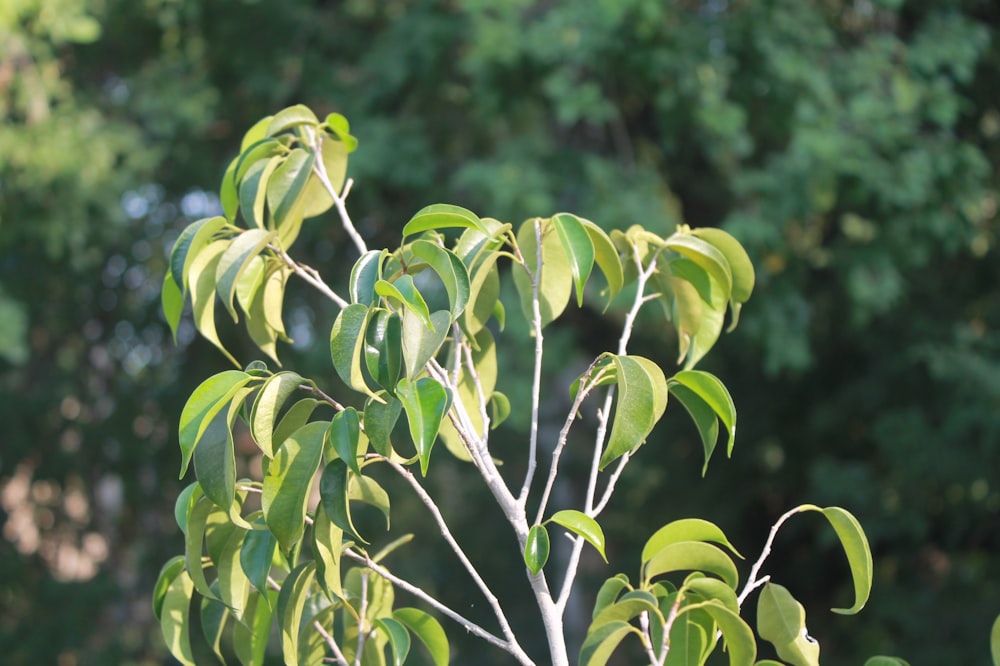 a close up of a tree with green leaves