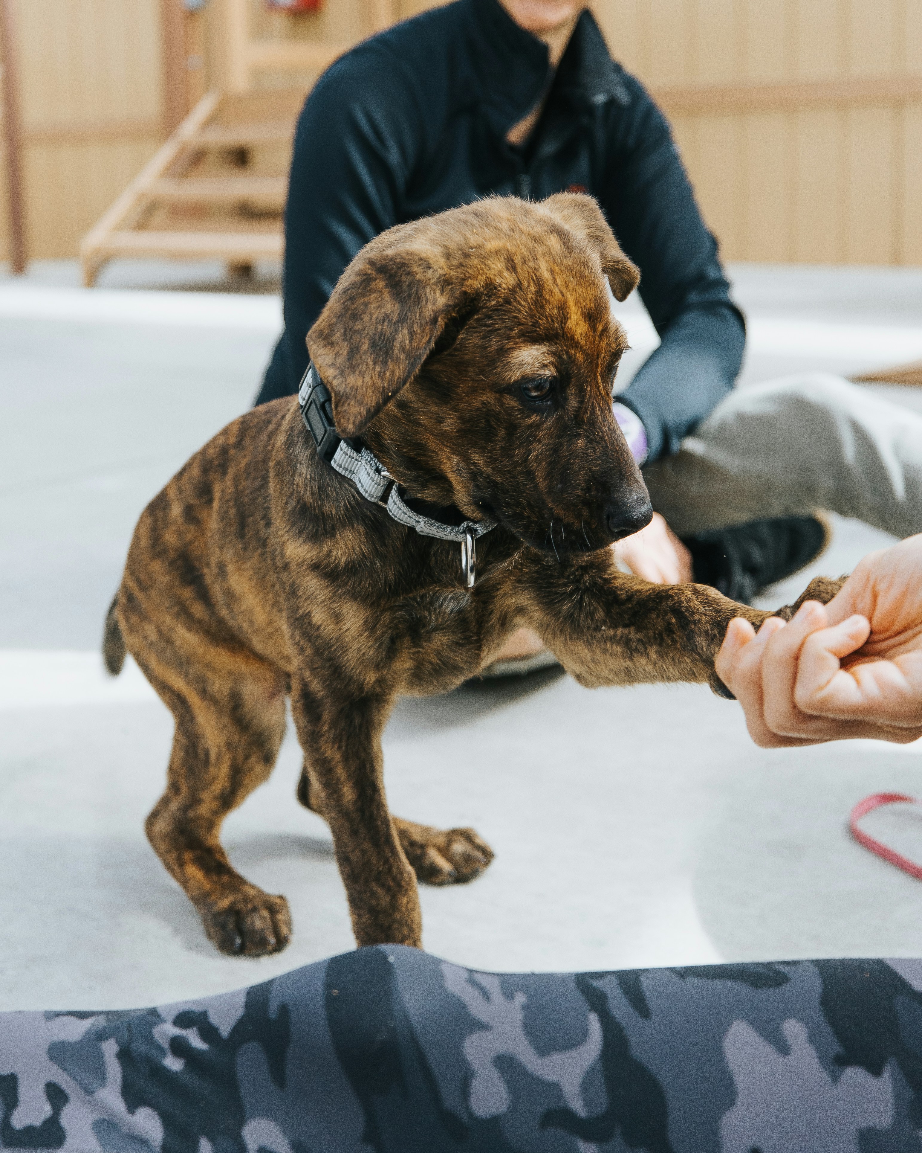 puppy training class
