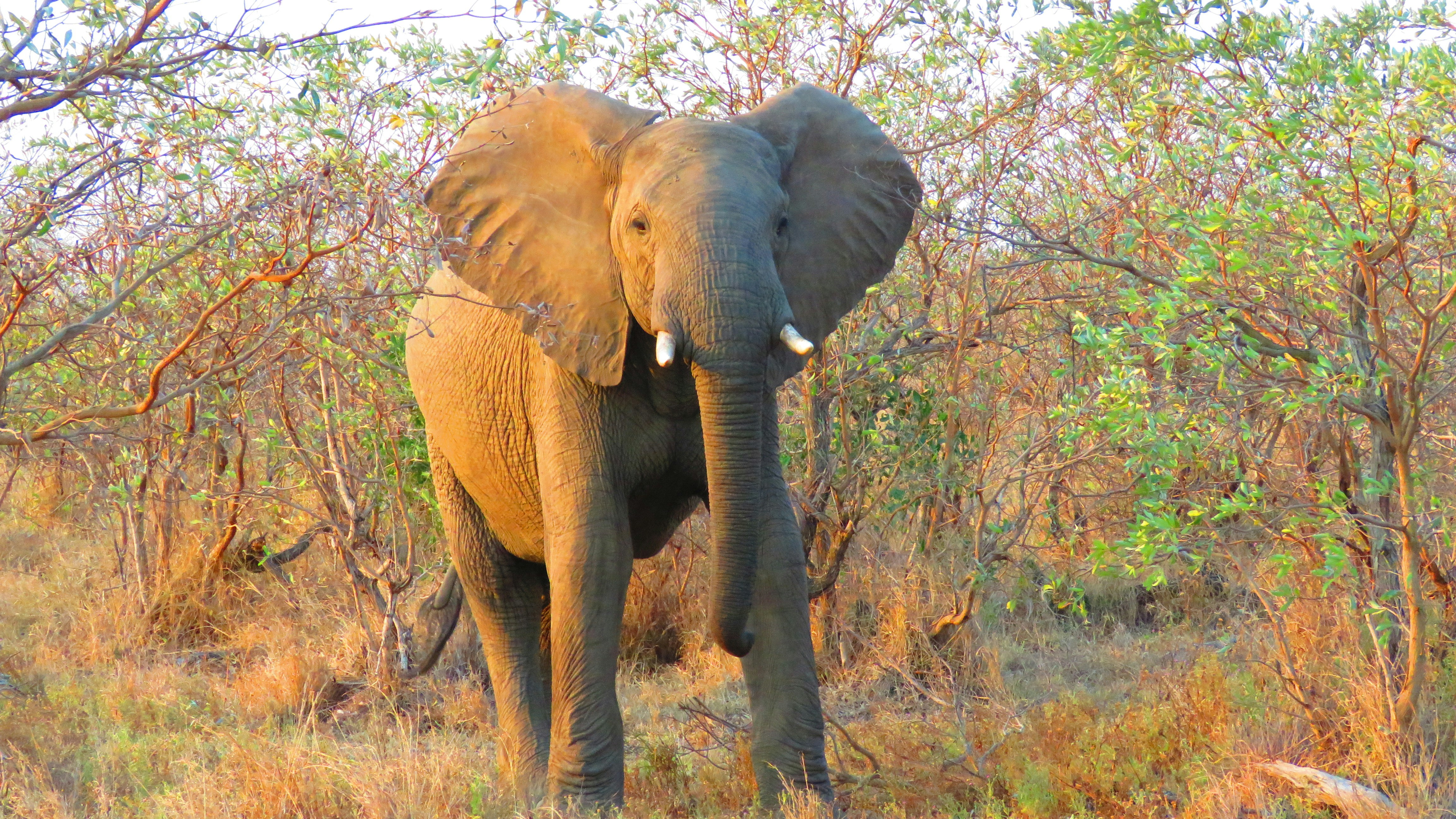 Wild elephant in Yala National Park Sri Lanka, dry savanna landscape, dramatic golden light