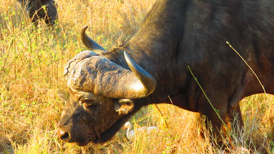 Close-up of a healthy buffalo with a visible ear tag standing in a sunny farmyard.