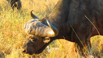 Close-up of a gentle buffalo enjoying fresh green fodder under the warm sun.