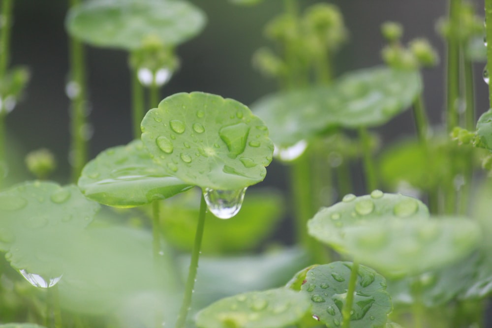 a group of green plants with water drops on them