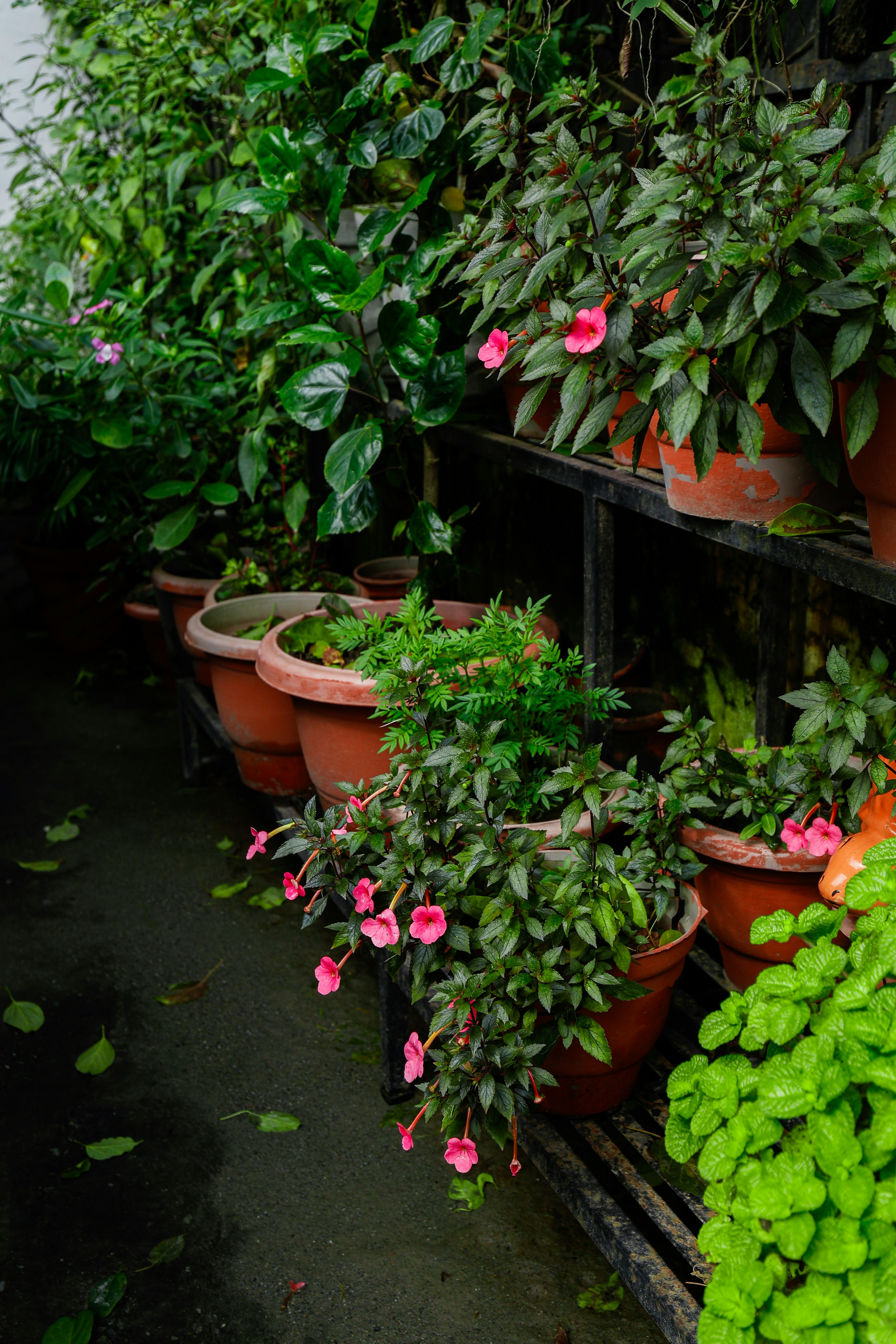 a bunch of potted plants sitting on a shelf