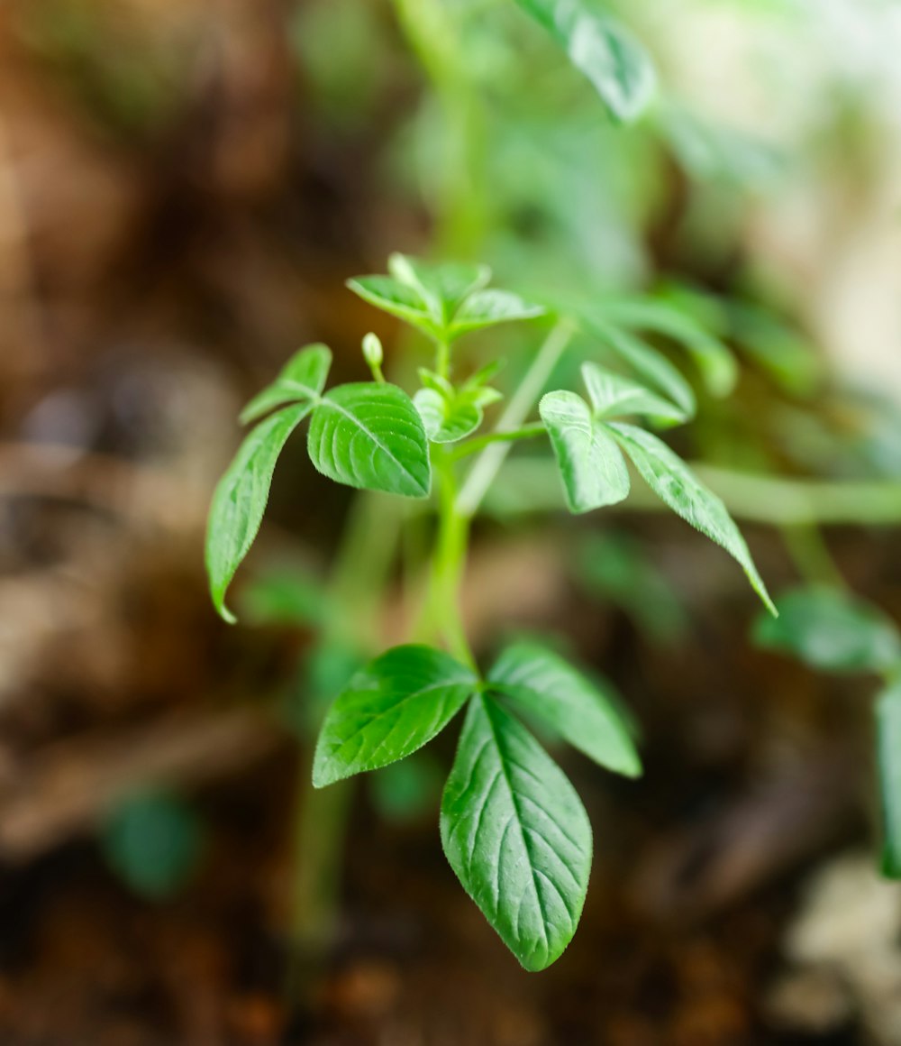 a close up of a small green plant