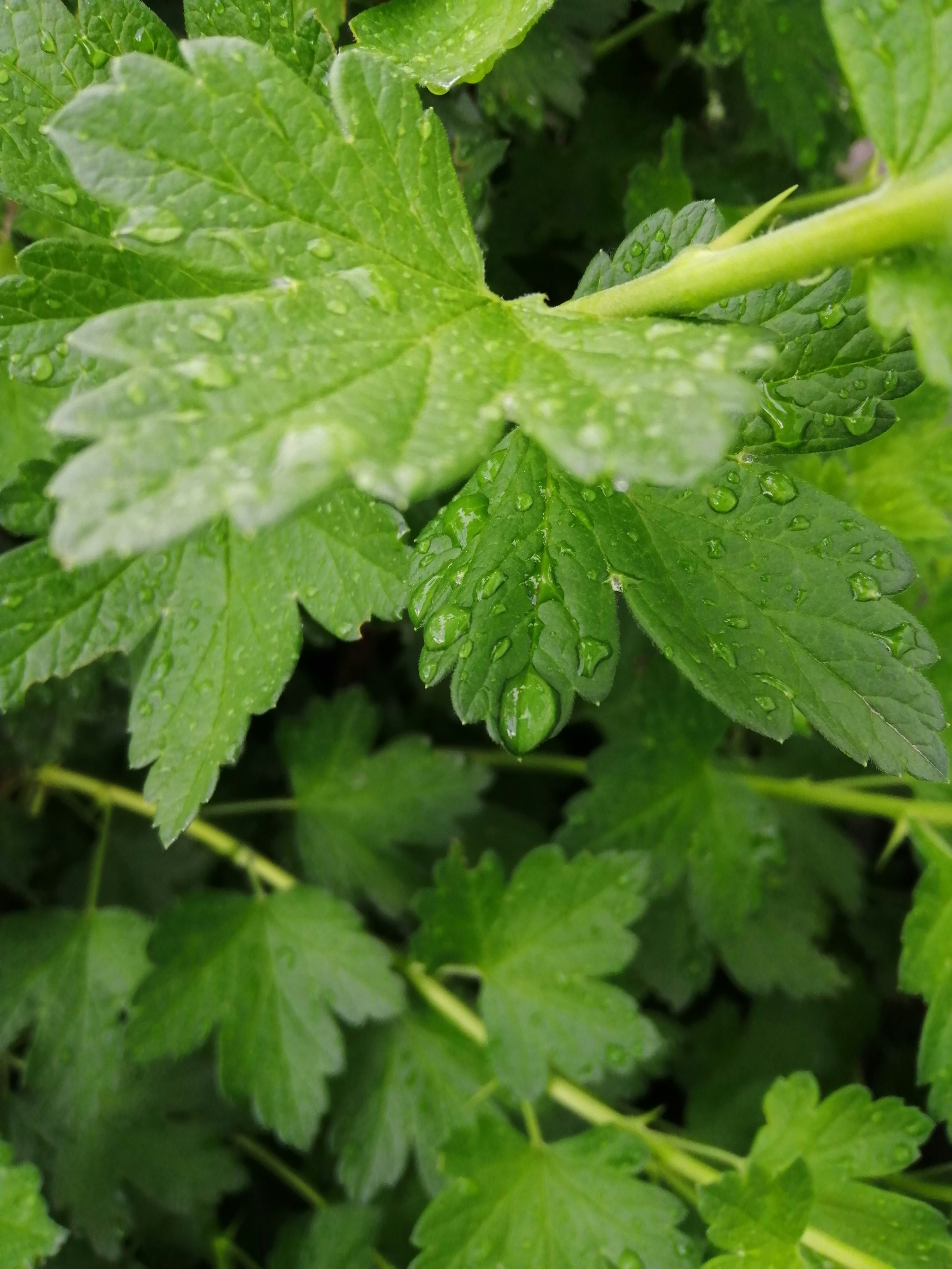 Photo by bigcorvinus