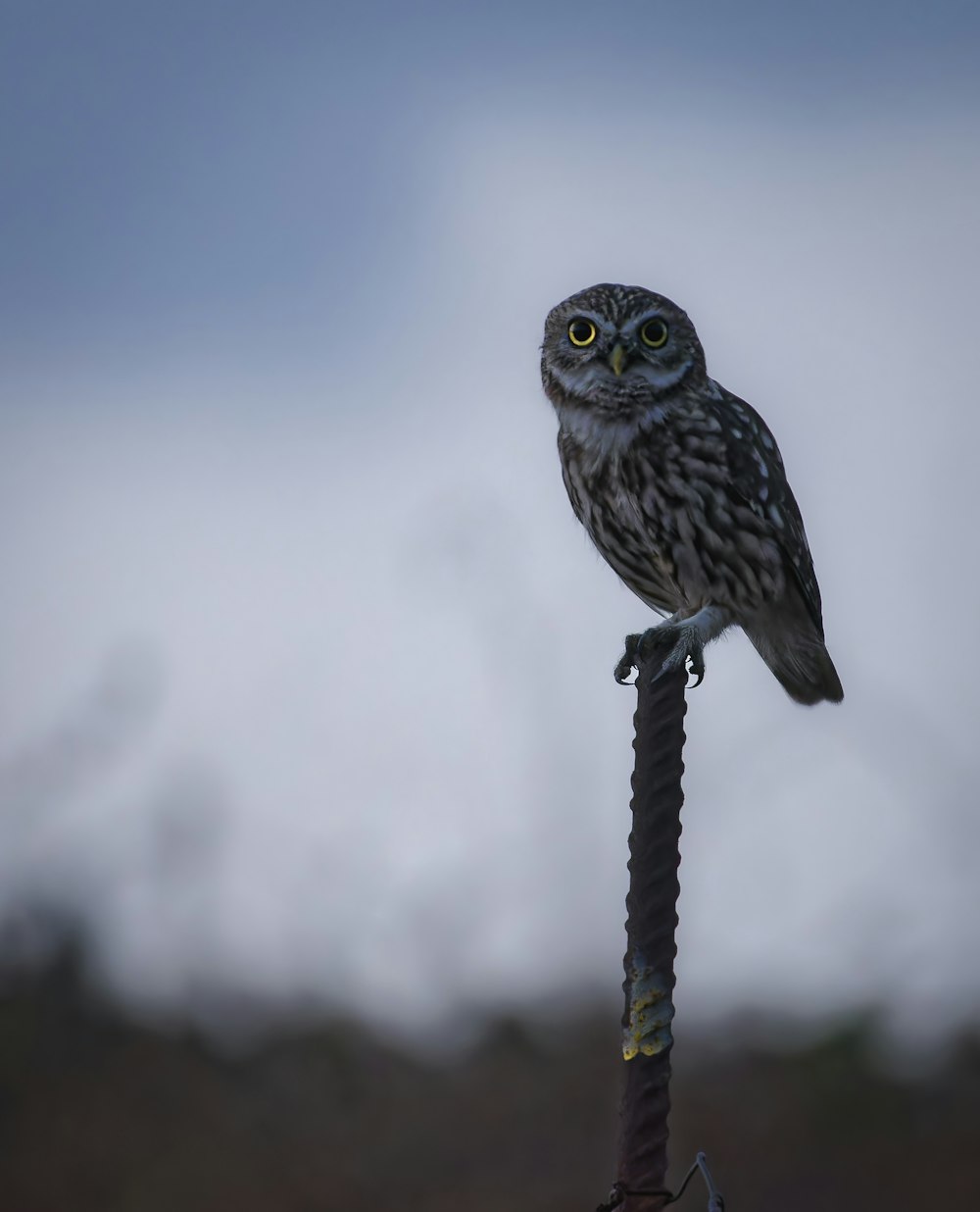 a small owl sitting on top of a metal pole