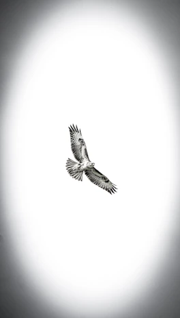 A sleek, dark-themed image of a peregrine falcon soaring above a global map illuminated with golden flight paths.