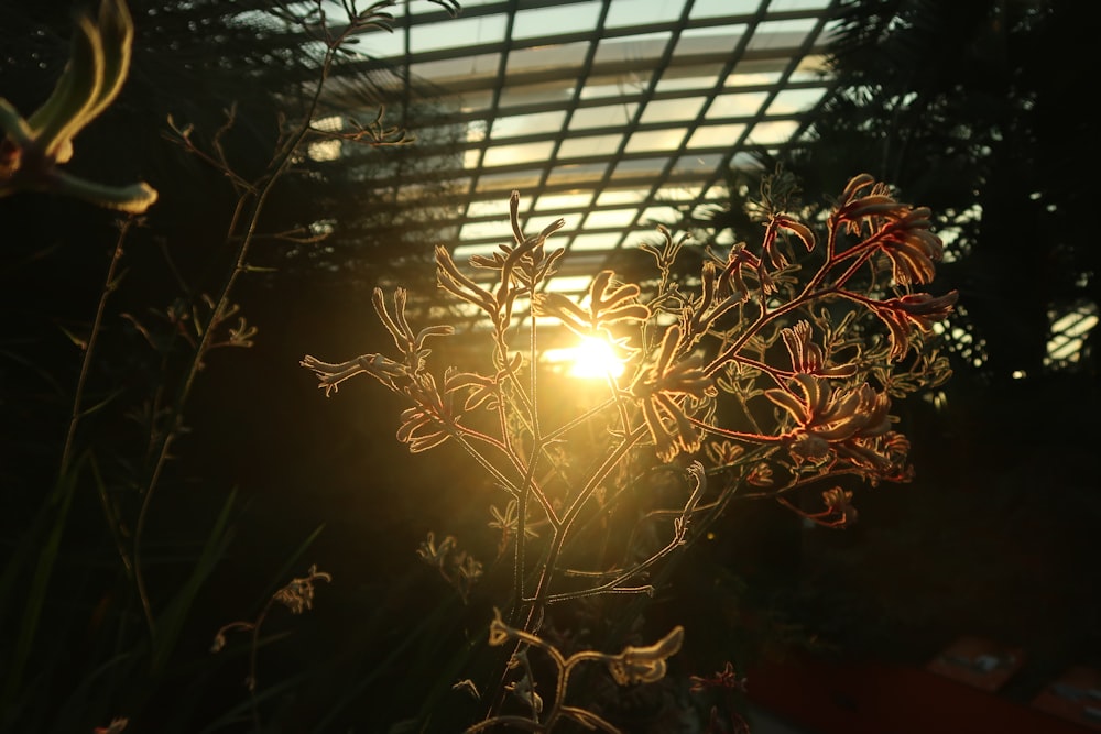 the sun shines brightly through the window of a greenhouse