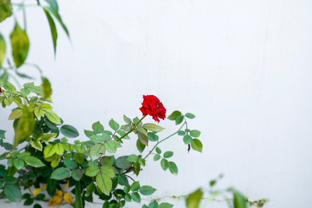 a red rose on a branch with green leaves
