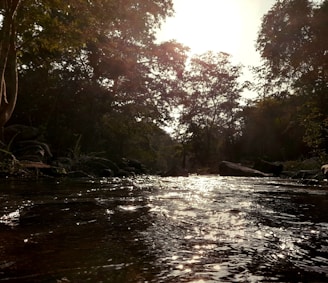 A serene river flowing through a lush wetland at sunrise, highlighting natural restoration.