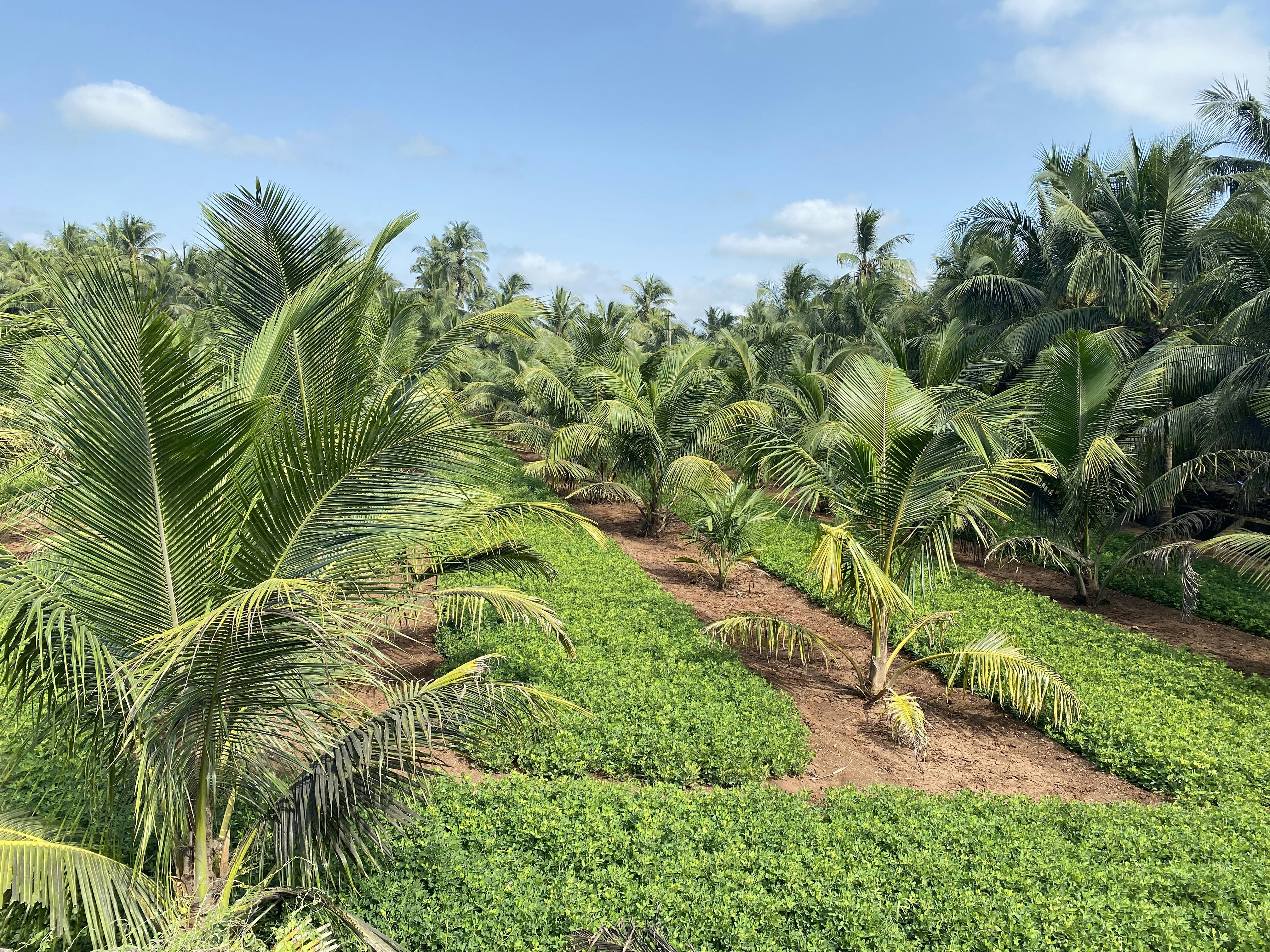 A vibrant tropical farm with ripe pinang and kopra ready for harvest under a bright sky.
